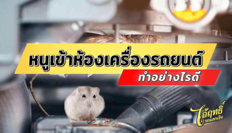 หนูเข้าห้องเครื่องรถยนต์-ทำอย่างไรดี